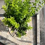 Lemon Tree Agios Vlasios (Euboea)